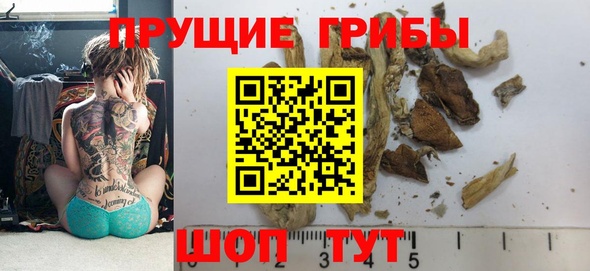 Галлюциногенные грибы Psilocybine cubensis Александров